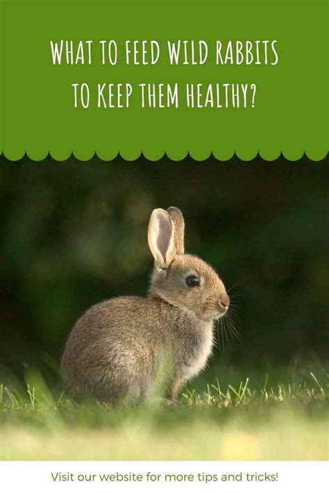 What To Feed Wild Rabbits To Keep Them Healthy Constant Delights