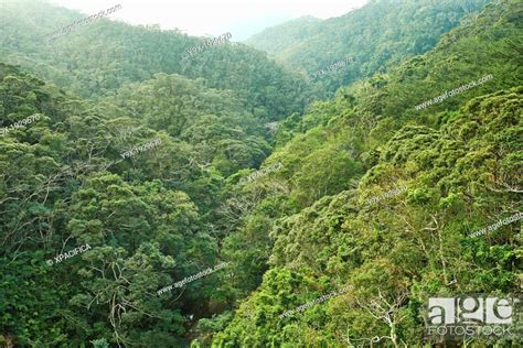 The Yanbaru Forest In Northern Okinawa Japan One Of The Worlds Most