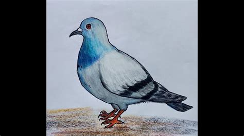 Pigeon Drawing For Kids Easy Pigeon Drawing Step By Step How To Draw