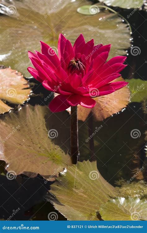 Red Water Lily Stock Image Image Of Pond Leaf Flower 837121