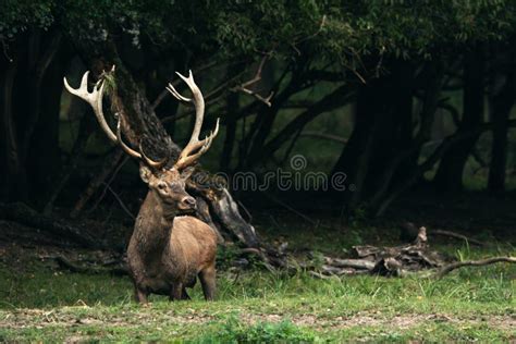 Red Deer In Mating Season Stock Image Image Of Brown 126769473