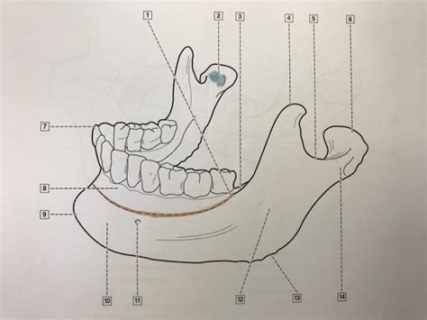 Mandible And Landmarks Lateral View Diagram Quizlet