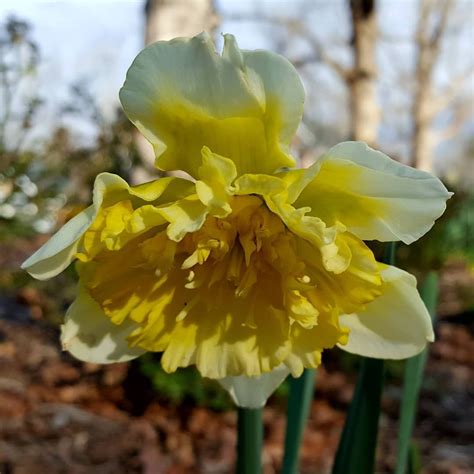 Happy Sunday Have A Blessed Day Daffodils Bulbs