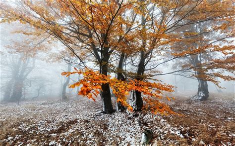 12 Full Hd Autumn Forest Wallpaper