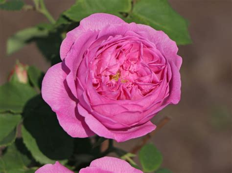 One of the most beautiful and popular of the great bourbon class. Historische Rose 'Louise Odier' - Schönste Rosen ...