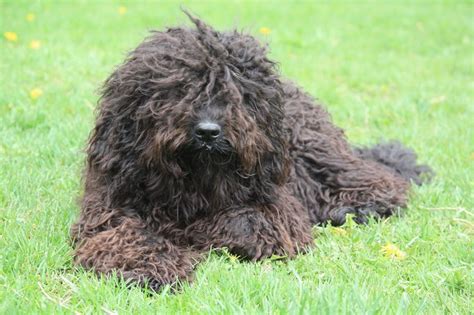 Barbet French Water Dog Characteristics And Character