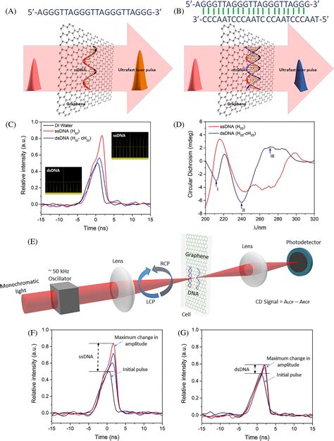 Probing The Dynamic Structural Changes Of Dna Using Ultrafast Laser