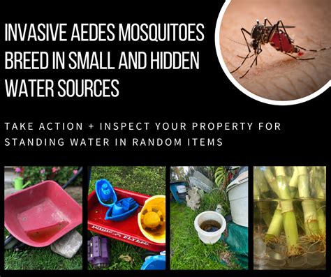 Invasive Aedes Mosquitoes Delano Mosquito Abatement District