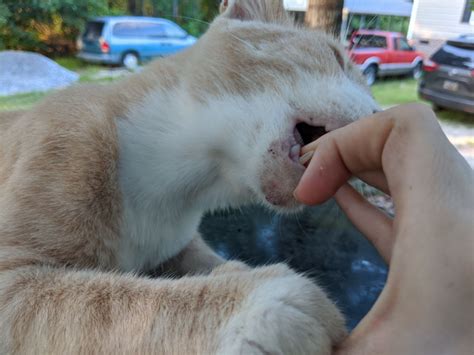 Cat Has Chin Injury Pics Feline Diabetes Message Board Fdmb