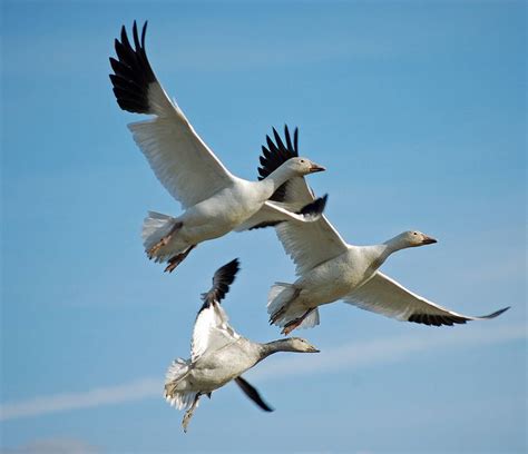 Snow Geese Flying Snow Goose Snow Goose Hunting Goose