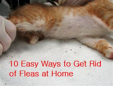 how to get rid of fleas with 12 natural remedies step by step