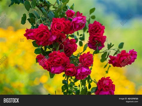 Beautiful Rose Flower Image And Photo Free Trial Bigstock