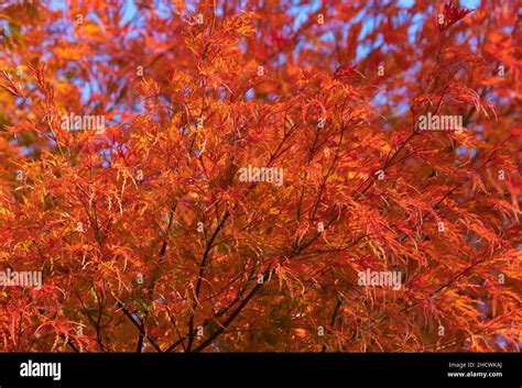 Acer Palmatum Dissectum Ever Red Tree Weeping Japanese Maple Trees