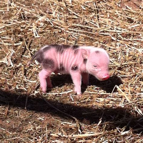 His Name Will Be Piggy Smalls And He Shall Be All Mine Baby Pigs