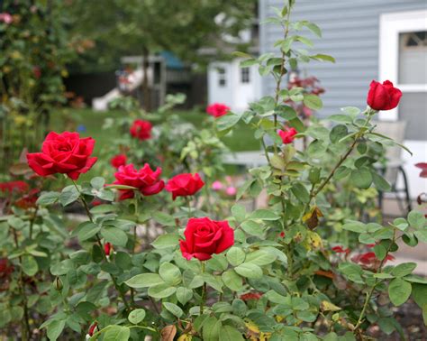 Mister Lincoln Roses Hybrid Tea Roses Red Rose Garden Tea Roses