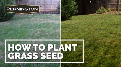 How To Plant Grass Seed Step By Step On How To Plant Grass Seed Youtube