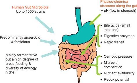 Figure 11 From The Microbiota Of The Human Gastrointestinal Tract