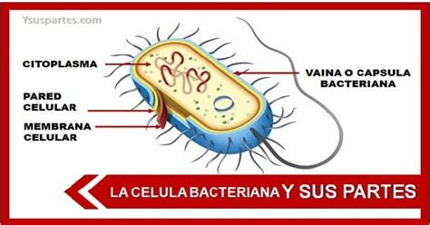 Estructura Bacteriana Y Sus Caracteristicas Idea E Inspiracion
