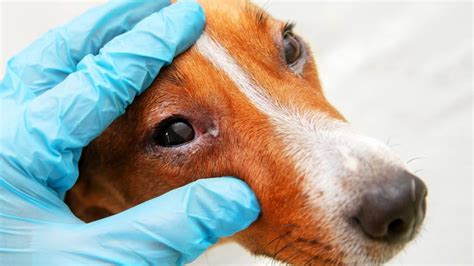Dog Eye Infections What To Do When To Worry And Helpful Products
