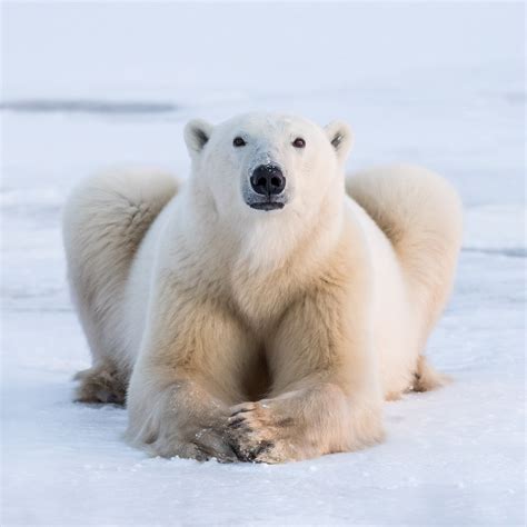 Photographer Stunned By Nanuk Polar Bears Returns As Photo Leader