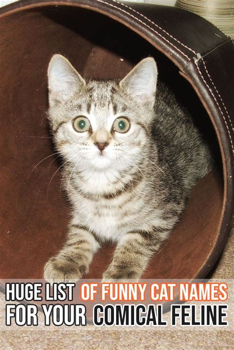 A Cat Sitting In A Bag With The Captionhuge List Of Funny Cat Names