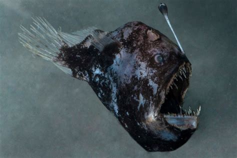 Melanocetus Johnsonii Humpback Anglerfish