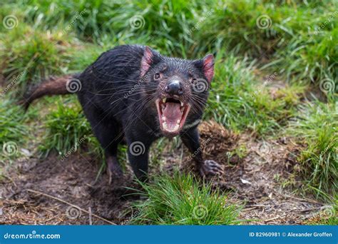 Aggressive Tasmanian Devil Sarcophilus Harrisii With Mouth Open Showing