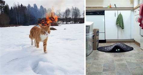 10 Pics Proving That Cats Are Actually Demons Bored Panda