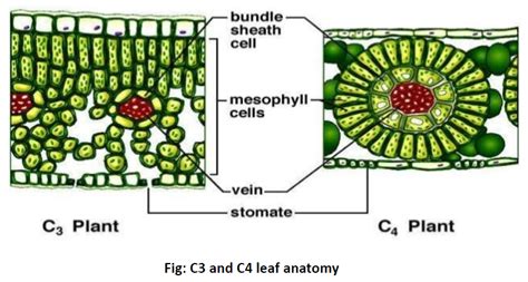 C3 And C4 Plant Leaf Anatomy