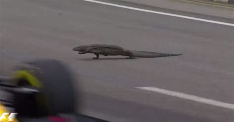 Watch Giant Lizard Interrupts Formula One Practice In Singapore