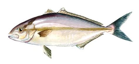 Lesser Amberjack Fishing Guide How To Catch A Lesser Amberjack