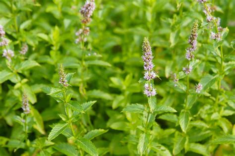 Pennyroyal Plant Care And Growing Guide