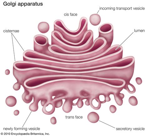 De Histology Golgi Complex Golgi Apparatus
