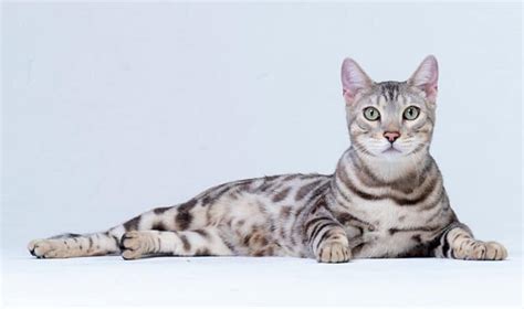 Toyger Vs Bengal Main Differences With Pictures Catster