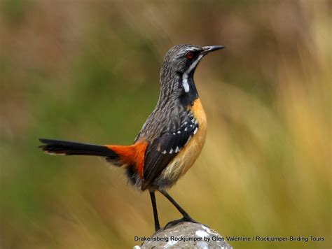 Rockjumper Worldwide Birding Adventures Winter Birding In South Africa By Glen Valentine