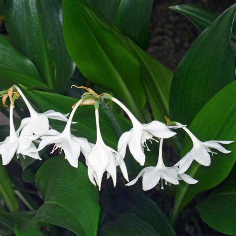 Gorgeous White Amazon Lily Bulbs For Sale Online Eucharis Easy To