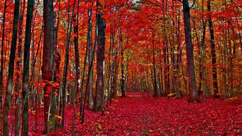 Red Autumn Fall Trees Forest Background Hd Fall Wallpapers Hd