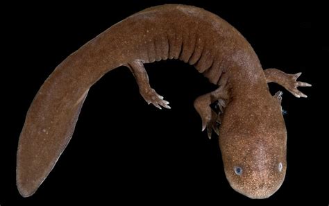 Japanese Giant Salamander Andrias Photograph By Dante Fenolio Pixels