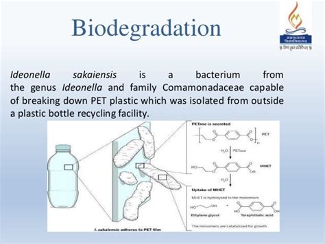 Bacterial Degradation Of Plastic
