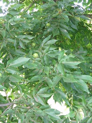 The nuts of some species are palatable, while others are bitter and only suitable for animal feed. Plants and People - Hickory