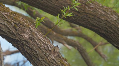 A Close Up Shot Of A Tree Branches · Free Stock Video