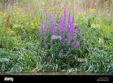 Wild Flowers On A River Bank Stock Photo Alamy
