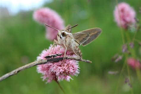 Insecte Papillon Pollinisation Photo Gratuite Sur Pixabay Pixabay