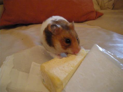 Hamster Eating Cheese Flickr Photo Sharing