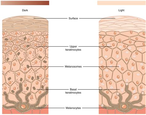 Structure And Function Of Skin Biology For Majors II