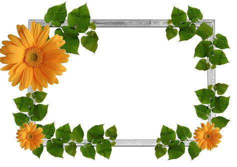 Pix For > Flower Frames Png | Flower frame png, Flower frame, Flower border png