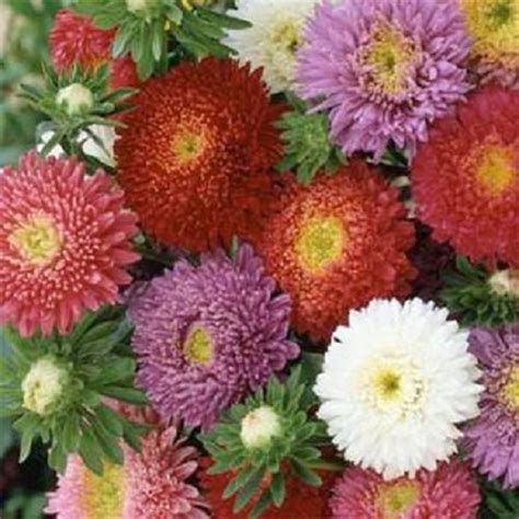 Aster Powder Puff Mix Flower Seeds Annual 75 Etsy
