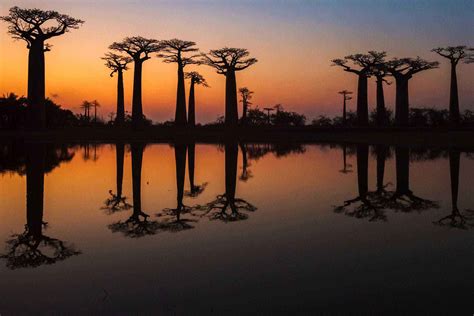 The Planets Most Amazing Trees And Where To Find Them