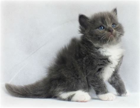 Find ragdoll in cats & kittens for rehoming | 🐱 find cats and kittens locally for sale or adoption in ontario : Gorgeous Blue Fluffy Ragdoll/Persian Kittens | Leicester ...