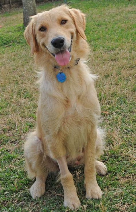 How Much Does It Cost To Adopt A Golden Retriever